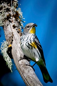 Yellow-rumped Warbler near the Willamette River