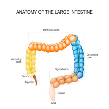 large-intestine-anatomy