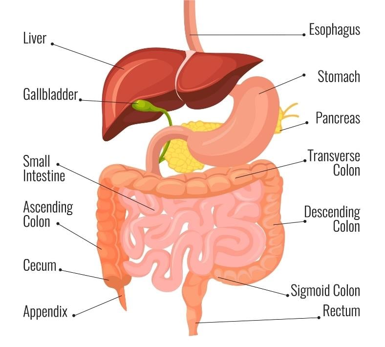 illustration of Gastrointestinal tract - what is GI cancer - wvci